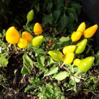 Дары осени :: Рита Симонова