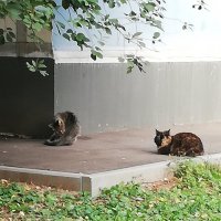 Кошки около дома :: Ольга Довженко