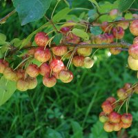 Дары осени :: Рита Симонова