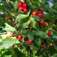 Дары осени :: Рита Симонова