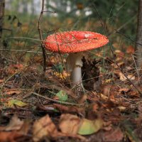 *** :: Владимир Зеленцов