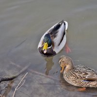 Вижу, что тебе стыдно!.. :: Валентина  Нефёдова 