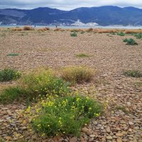 Суджукская коса :: Елена Шаламова