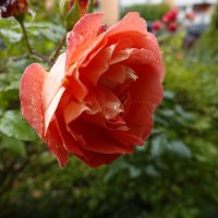 Нежится душа в лучах осенних, нежится в последних теплых днях.... :: Галина 