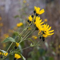 ... :: Валерий 