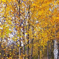 Деревья в осеннем уборе. :: VasiLina *