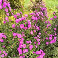 Курск. В саду у дома :: Ирэн Курск. В саду у дома :: Ирэн