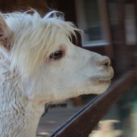 Из галереи портретов .Альпаки :: Тамара Вебер