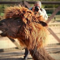 Российские альпаки :: Тамара Вебер