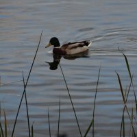 СЕЛЕЗЕНЬ :: СЕРГЕЙ ФИЛОЧКИН