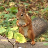 ... :: Вячеслав Минаев