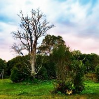 СУХОСТОЙ :: Анатолий Малобродский