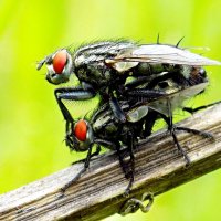 Мухи :: Константин Штарк