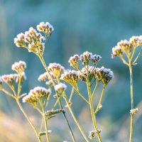 Утром :: Александр 