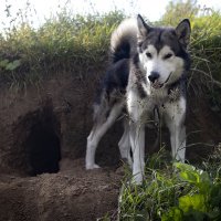 Ярик. :: leff Postnov