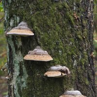 Лесенка. :: Сергей Фомичев