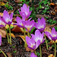 безвременник :: Игорь Kуленко безвременник :: Игорь Kуленко