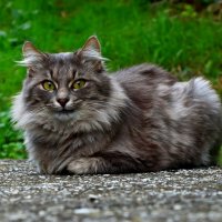 кошка :: Игорь Kуленко