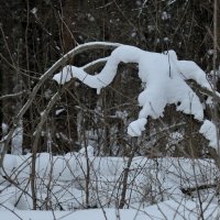 Динозаврик отдыхает :: Иван Генералов