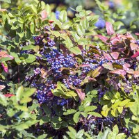 ... :: Светлана Ищенко