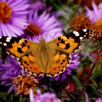 бабочки, снятые сегодня 4 :: Александр Прокудин