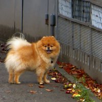 Ты чья? :: Татьяна Смоляниченко