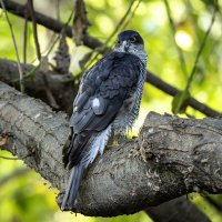 Ястреб перепелятник. :: Alexander Amromin Ястреб перепелятник. :: Alexander Amromin