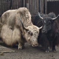 Яки :: <<< Наташа >>>