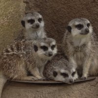 Сурикаты :: <<< Наташа >>>