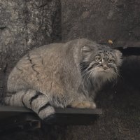 Манул Тимофей :: <<< Наташа >>> Манул Тимофей :: <<< Наташа >>>