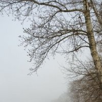 Туманное утро :: Наталия 