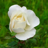 Городские цветы в октябре. :: Милешкин Владимир Алексеевич Городские цветы в октябре. :: Милешкин Владимир Алексеевич