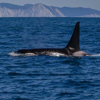 ... :: Жора Житников