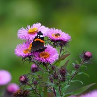 *** :: Иван Литвинов *** :: Иван Литвинов