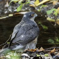 Ястреб перепелятник. :: Alexander Amromin