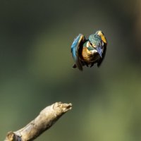 Обыкновенный зимородок. :: Alexander Amromin Обыкновенный зимородок. :: Alexander Amromin