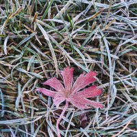 Замороженные 2 :: AZ east3