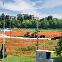 Цветет мак :: Игорь Сикорский Цветет мак :: Игорь Сикорский