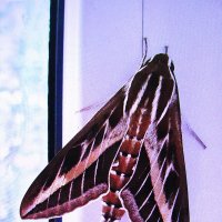 Мой гость :: Людмила Смородинская Мой гость :: Людмила Смородинская