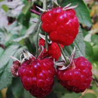 Ремонтантная малинка :: Людмила Смородинская