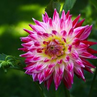 Георгины — октябрьский подарок :: Юрий. Шмаков