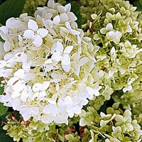 Цветы. :: Владимир Драгунский