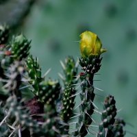 Аустроцилиндропунция... :: Николай Саржанов