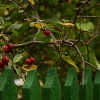 Забор с ягодами :: Мария Яковлева