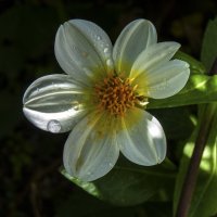 Белая  георгина :: Валентин Семчишин