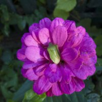 Циния и жук бронзовка зелёная :: Валентин Семчишин