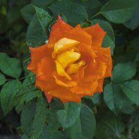 Оранжевая  роза  Флорибунда :: Валентин Семчишин