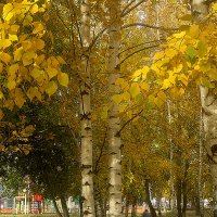 Золото берез :: Елена Семигина Золото берез :: Елена Семигина