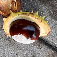 ***** :: Валерия Комова