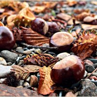 **** :: Валерия Комова **** :: Валерия Комова